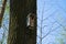 View of a wooden birdhouse mounted on a tree trunk in the spring and summer in the woods under a blue sky