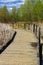 View of a wooden boardwalk through a marshy area