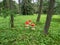 View of wooden decorations made prom cut tree trunk and carved in shape of toadstool as fly agaric painted with red cap and white