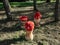 View of wooden decorations made prom cut tree trunk and carved in shape of toadstool as fly agaric painted with red cap and white