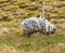 A view of a woolly highland sheep beside Loch Restil in the Arrochar Alps, Scotland