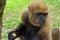 View of a Woolly Monkey