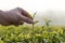 View of a worker hand picking up the green tea leaf in Chiang Rai, Thailand