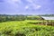 View workers harvesting in a tea Camellia sinensis plantation, Rweteera, Fort Portal, Uganda