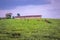 View workers harvesting in a tea Camellia sinensis plantation, Rweteera, Fort Portal, Uganda