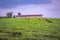 View workers harvesting in a tea Camellia sinensis plantation, Rweteera, Fort Portal, Uganda