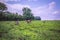 View workers harvesting in a tea Camellia sinensis plantation, Rweteera, Fort Portal, Uganda