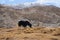 A view of yak is eating in the field in the mountain in Ladakh, India