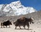 View of yaks (bos grunniens) group near Gorak Shep