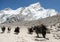 View of yaks (bos grunniens) group near Gorak Shep