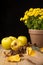 View of yellow apples, autumn leaves and pot with yellow chrysanthemum, black background,