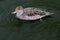 A view of a Yellow Billed Duck