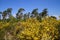 View on yellow blooming brooms bushes genista pilosa in dutch heath landscape with scots pine trees pinus sylvestris against