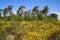 View on yellow blooming brooms bushes genista pilosa in dutch heath landscape with scots pine trees pinus sylvestris against b