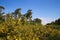 View on yellow blooming brooms bushes genista pilosa in dutch heath landscape with scots pine trees pinus sylvestris against b