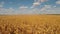 View of a yellow corn field