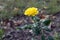 View of a yellow Hybrid T Rose flowering in late summer