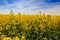 View of yellow rapeseed field in blossom under blue sky clouds