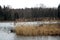 View of yellow reeds on the lake in the autumn morning