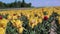 View of yellow tulip rows in summer time