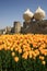 A view of yellow tulips by the historical Topkapi City Walls, in Istanbul in spring time.