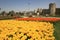 A view of yellow tulips and orange tulips at the back, opposite of historical Topkapi City Walls, in Istanbul in spring time.