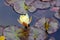 View of a yellow water lily on the surface of a pond with leaves