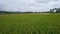 View of Yellowing Rice Plants in a Beautiful Rice Field, Natural Scenery, Rice Field View