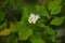 View of a young branch with green leaves and flowering, selective focus. Growth, seasonality concept, nature