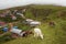 View of young calves grazing on grass field