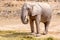 View of young elephant having his meal. Safari Park in Costa Blanca, Spain