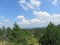 View of young evergreen forest and bright sky