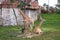 View of young giraffes in conservation in summer with green grass in background.