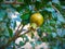 View on young offspring pomegranate fruit and on pomegranate tree green leafs in the Greek hotel restaurant patio garden. Green po