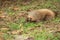 View of the young sloth on the ground