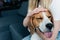 View of young woman sitting on couch and stroking cute beagle dog