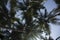 Viewing coconut palm differently - 2