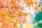 The viewing of colorful Autumn leaves Momiji