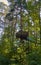 A viewing platform for observing animals and a suspension bridge high up in a tree in the forest