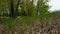 Viewpoint of Green Forest Floor, Long Grass, and Plants.  Up-Close Lush Greenery Under Tree Canopy