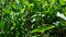 Viewpoint of green forest floor plants. Up-close lush greenery