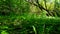 Viewpoint of Green Forest Floor Plants.  Up-Close Lush Greenery Under Canopy