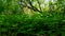 Viewpoint of green forest floor plants. Up-close lush greenery under tree canopy