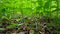 Viewpoint of Green Forest Floor and Plants.  Up-Close Lush Greenery Under Woodland