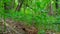 Viewpoint of Green Forest Floor and Plants.  Up-Close Lush Greenery Under Woodland