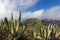 Viewpoint of Masca in the mountains of Tenerife Spain