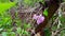 Viewpoint of Pink Flowers on Green Forest Floor With Plants.  Up-Close Lush Flowers and Greenery Under Woodland