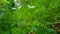 Viewpoint of White Flower on Green Forest Floor With Plants.  Up-Close Lush Flower and Greenery Under Woodland