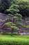 Views from around the ancient Kyoto Gosho Imperial Royal Palace in Tokyo Japan including paths, moat, bridge, gardens and trees.