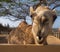 Views around Phillips Animal Sanctuary - camel